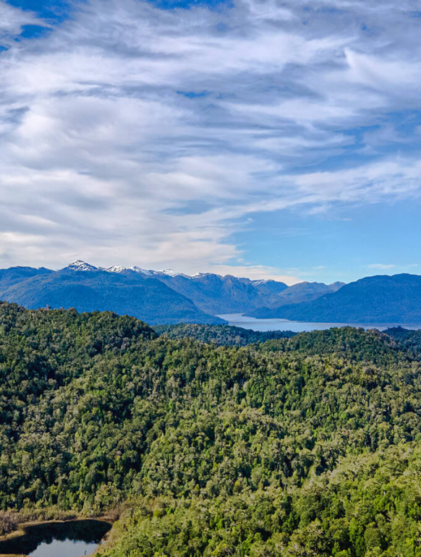 Proptech-Latam-Connection-mercado-de-carbono